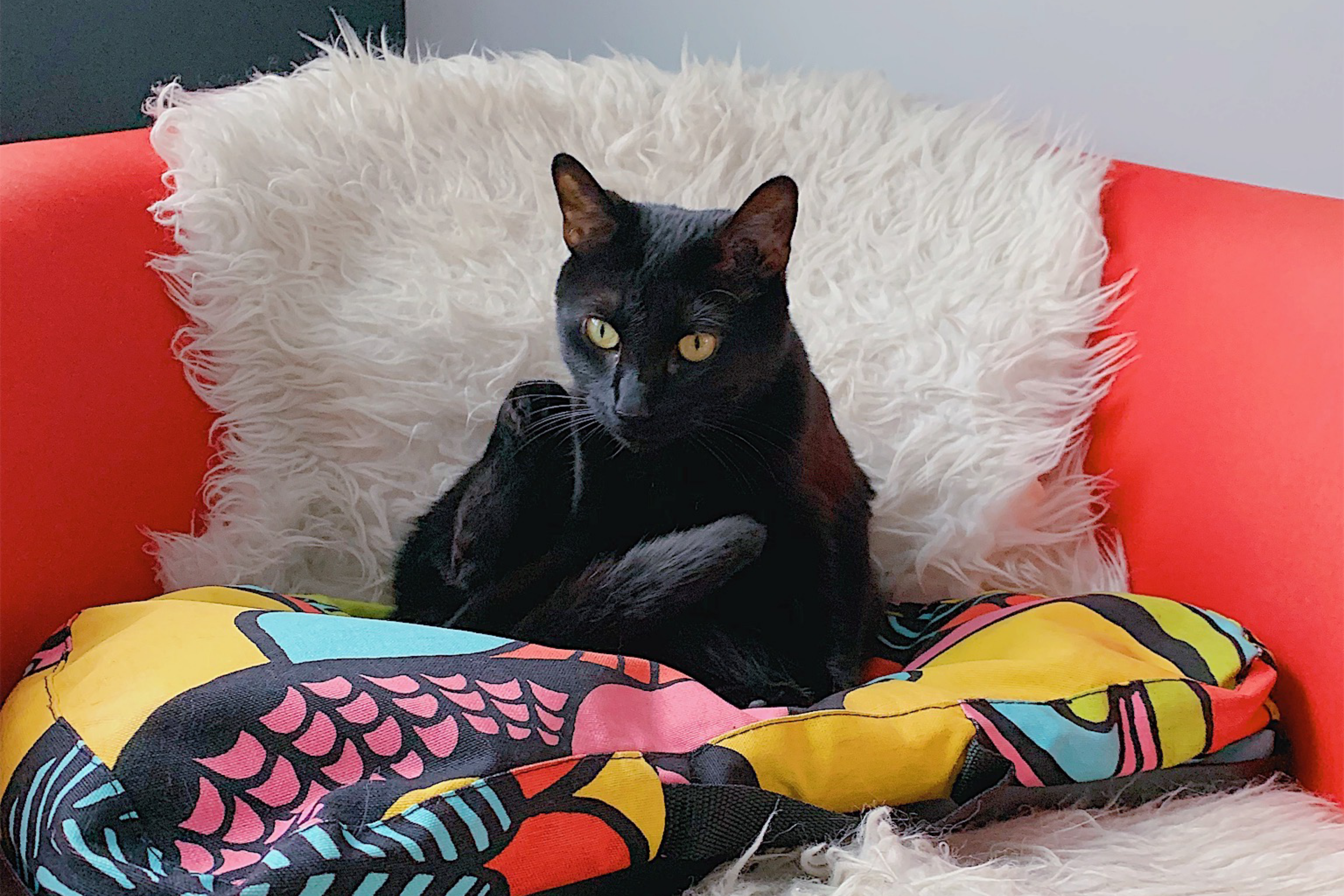 Comment déménager avec un animal de compagnie?