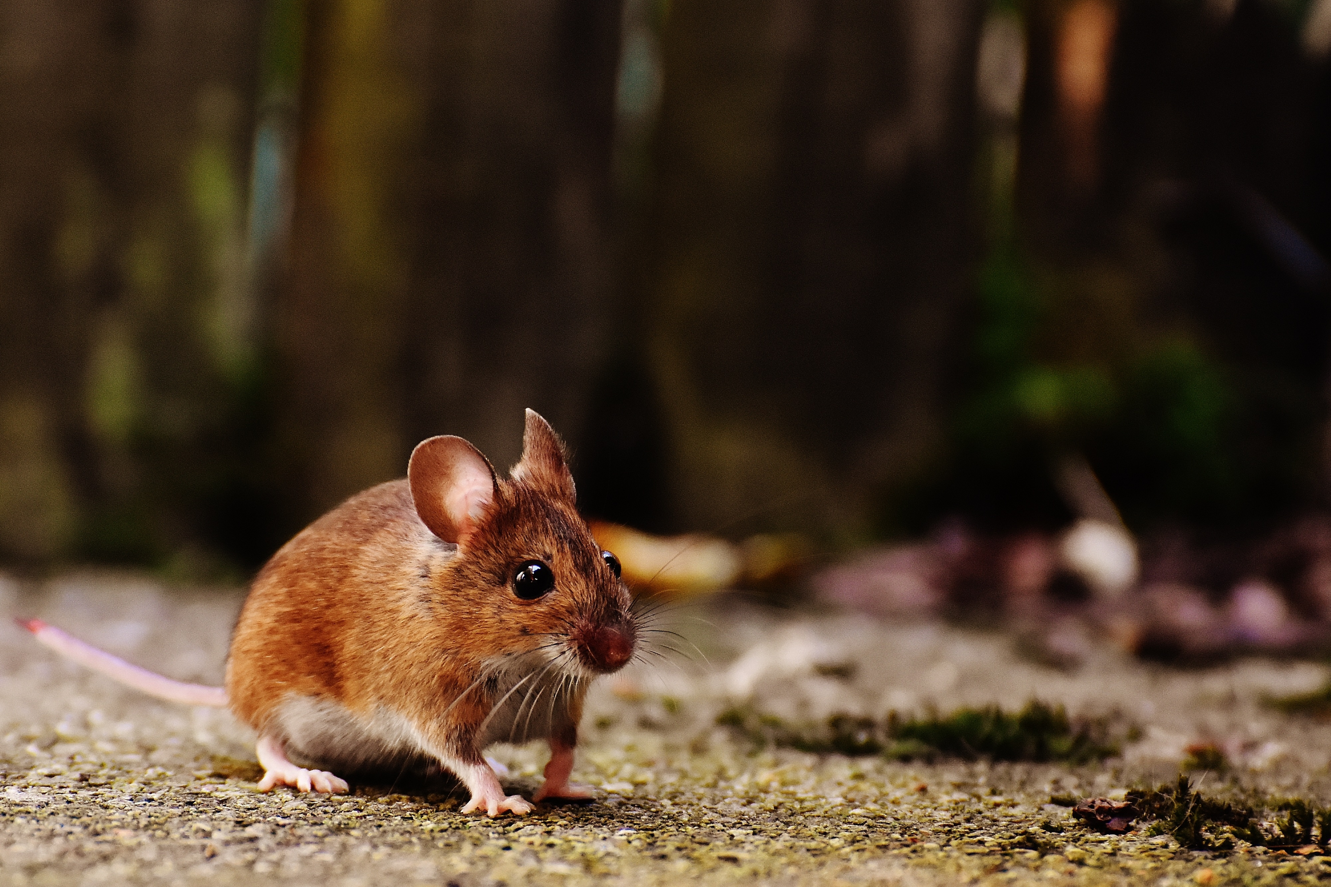 Les endroits favorables pour l&rsquo;introduction de souris dans nos demeures