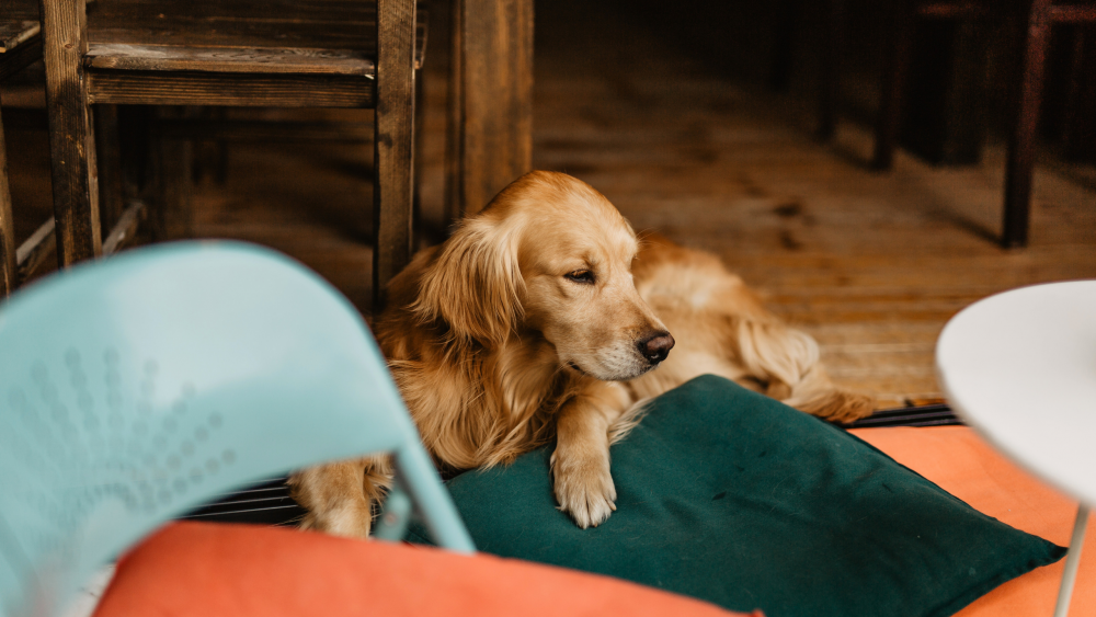 4 questions à se poser avant d&rsquo;adopter un chien