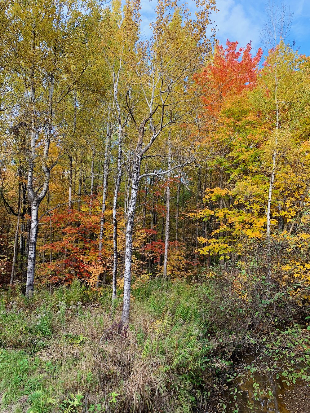 Doit-on ramasser les feuilles mortes qui se retrouvent sur notre terrain?