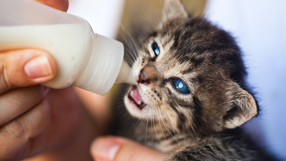 Le lait est-il dangereux pour les chats?