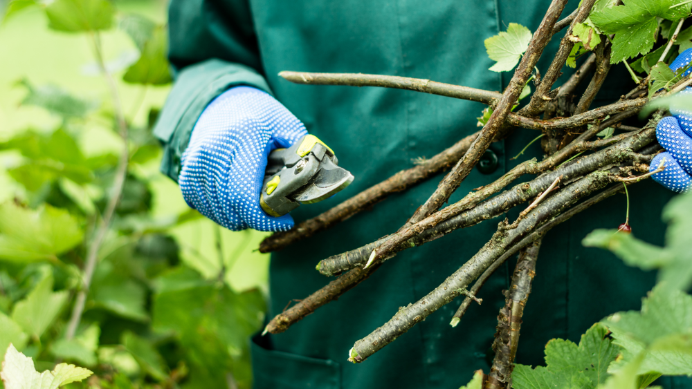 Les travaux d&rsquo;arboriculture l&rsquo;été