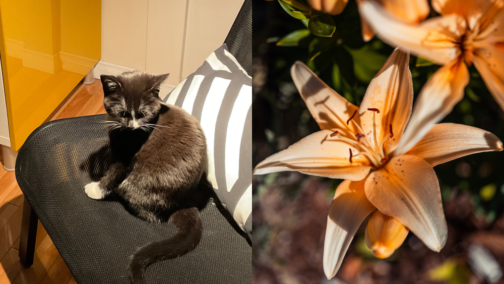 Lys et chat : Un danger mortel bien réel