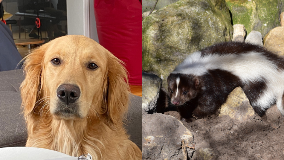 Comment chasser l&rsquo;odeur de moufette sur son chien?