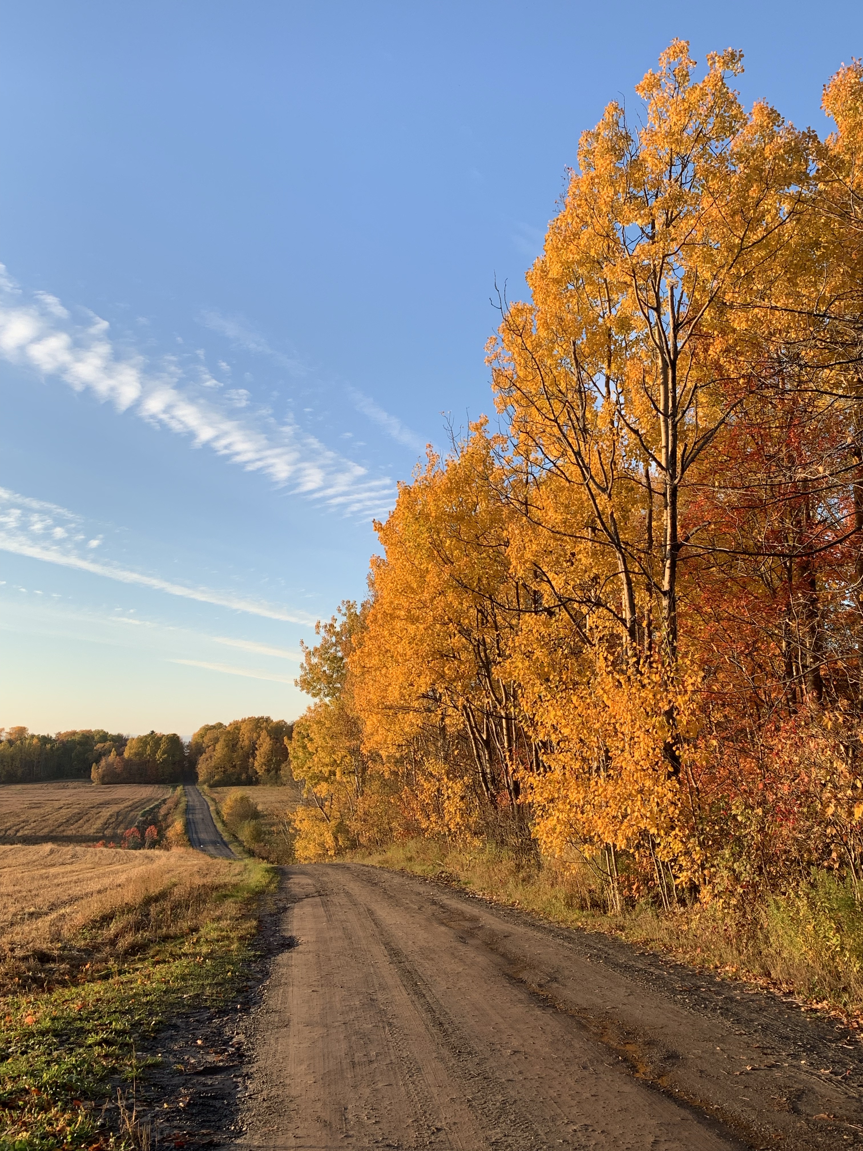L&rsquo;importance de l&rsquo;inspection annuelle des arbres