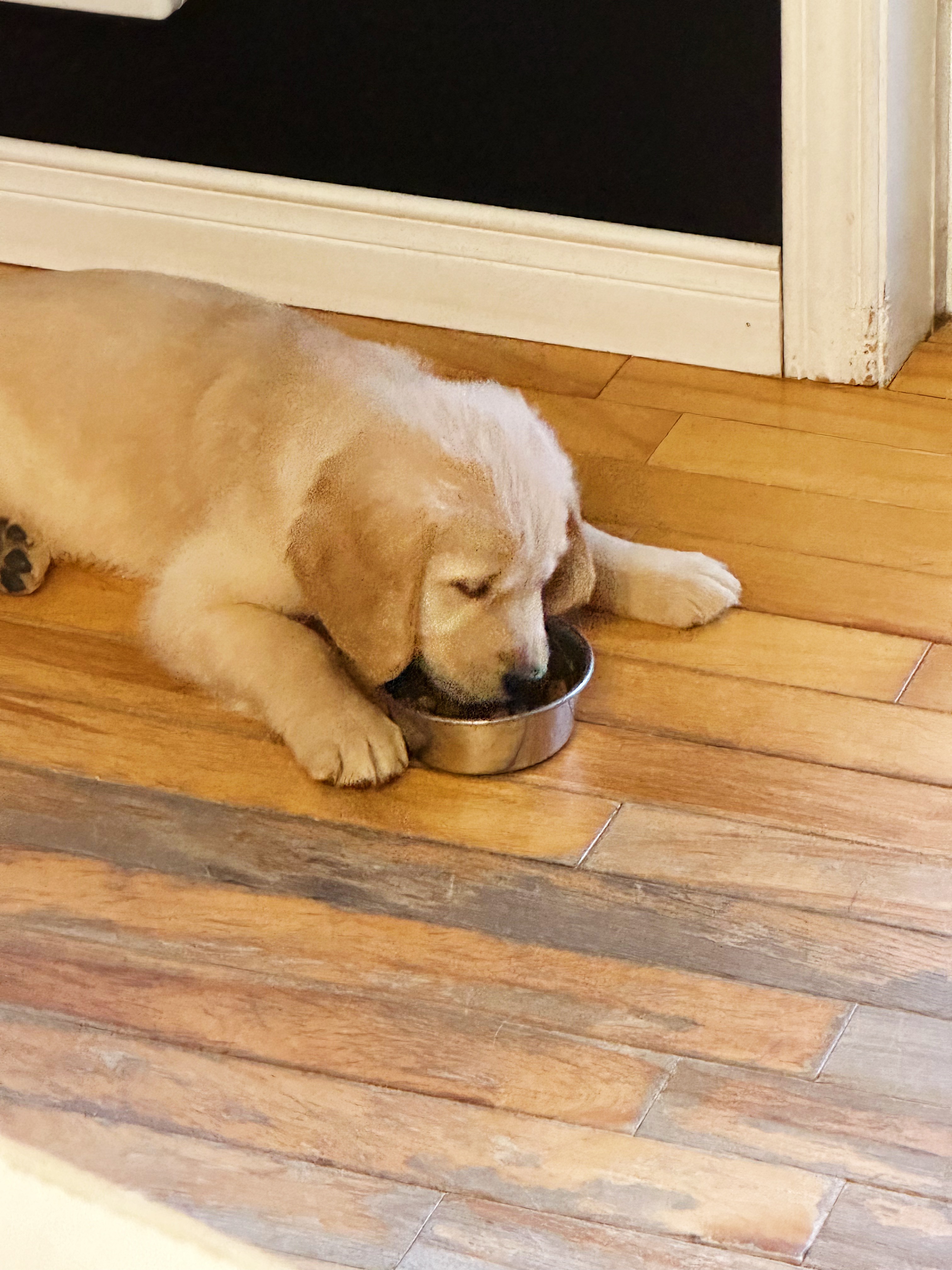 Chien obèse: Quelle est la nourriture recommandée?