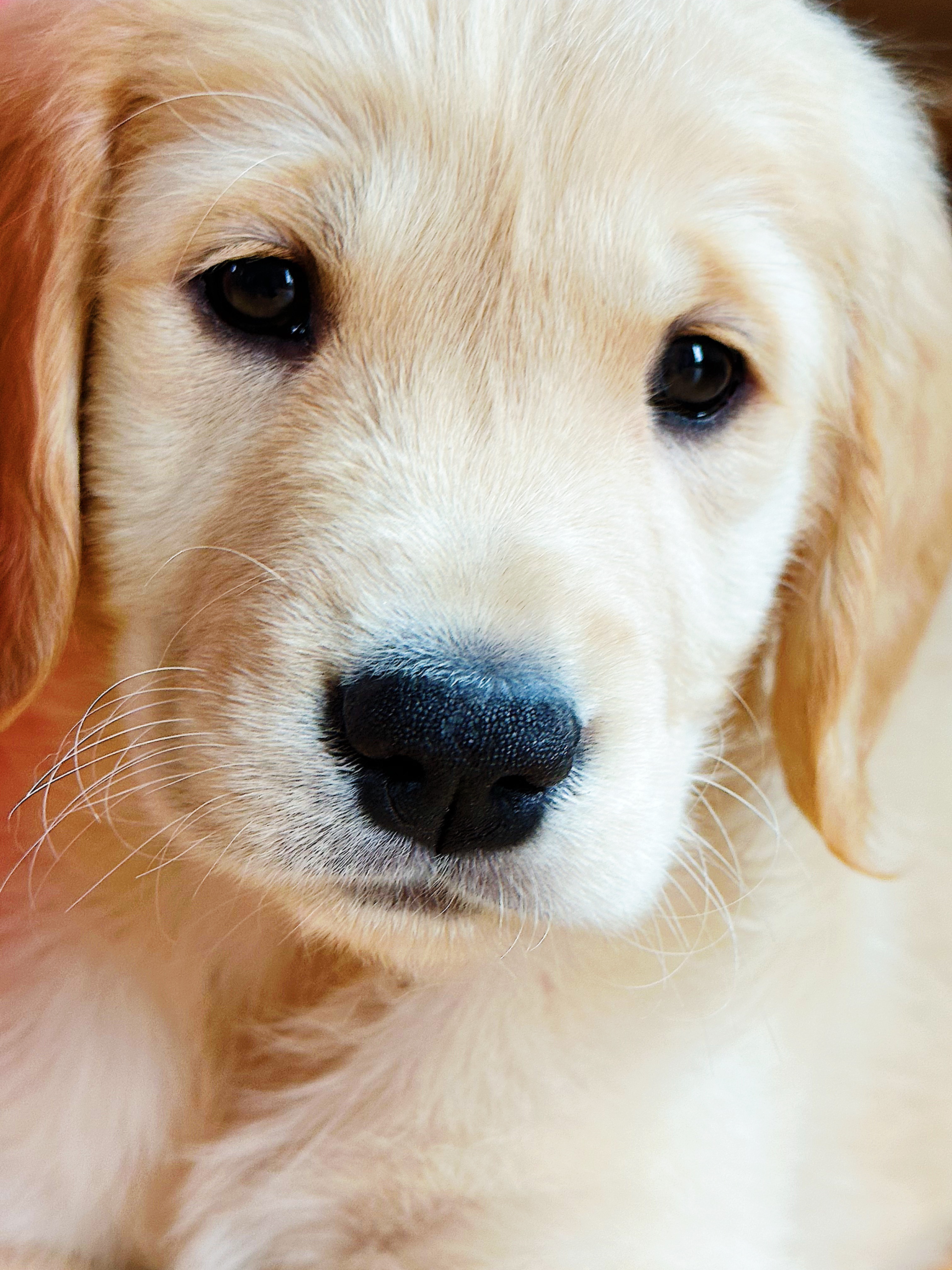 J&rsquo;ai adopté un chiot… Voici Shakib!