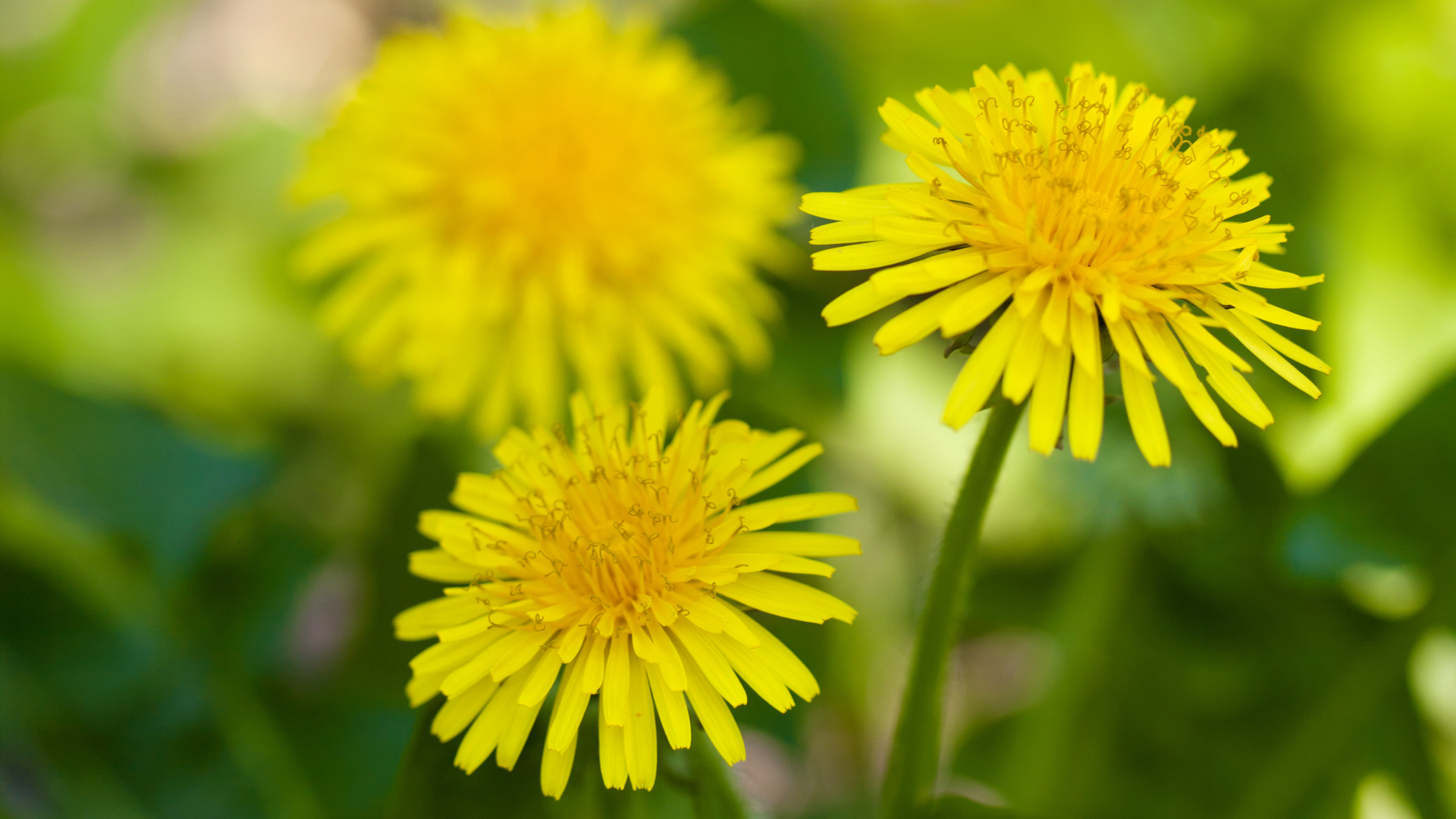 Doit-on se débarrasser des pissenlits sur notre terrain?