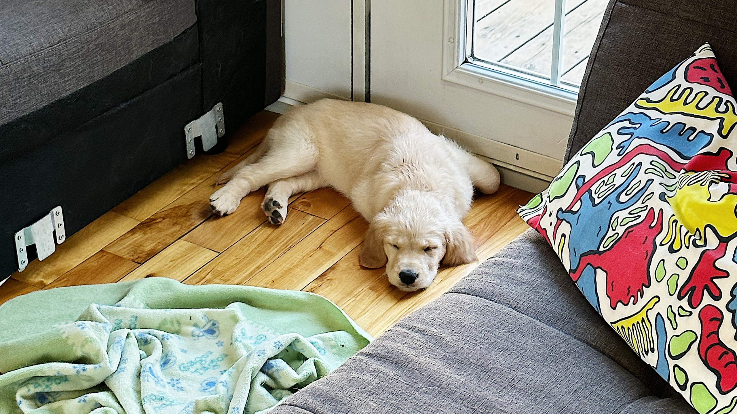 4 conseils pour calmer son chien