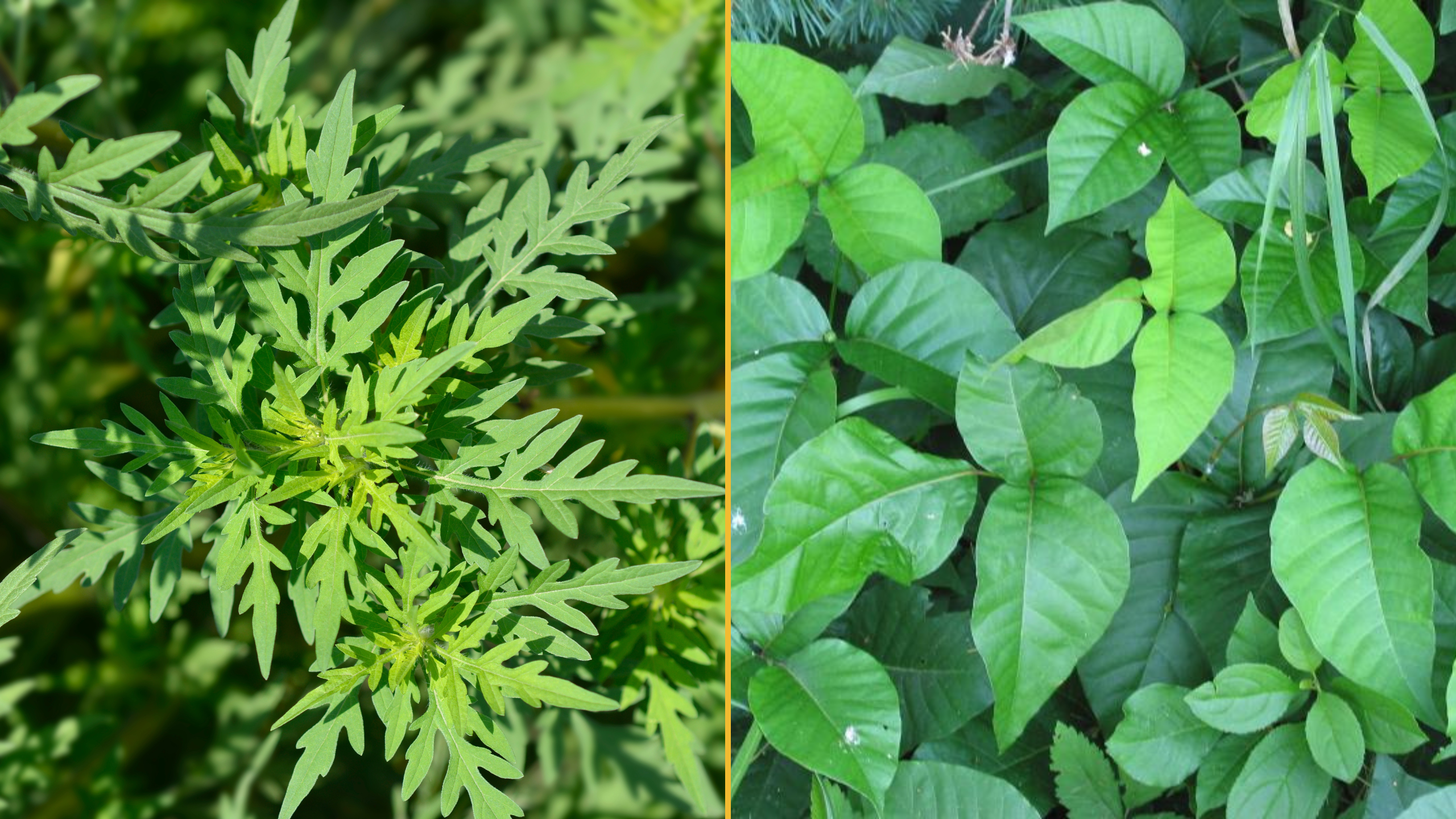Herbe à puce et herbe à poux : Quelles sont les différences?