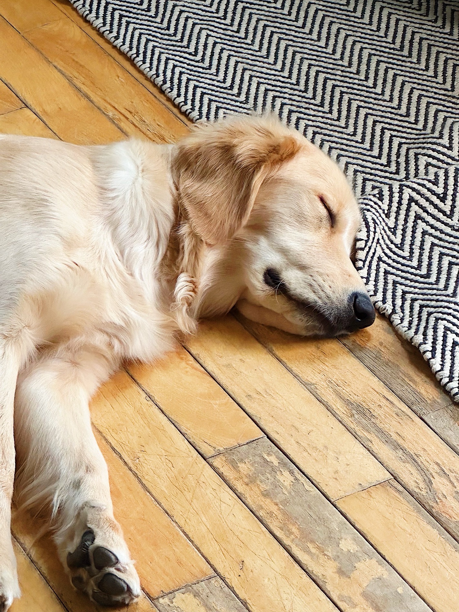 Comment choisir la meilleure nourriture pour son chien?