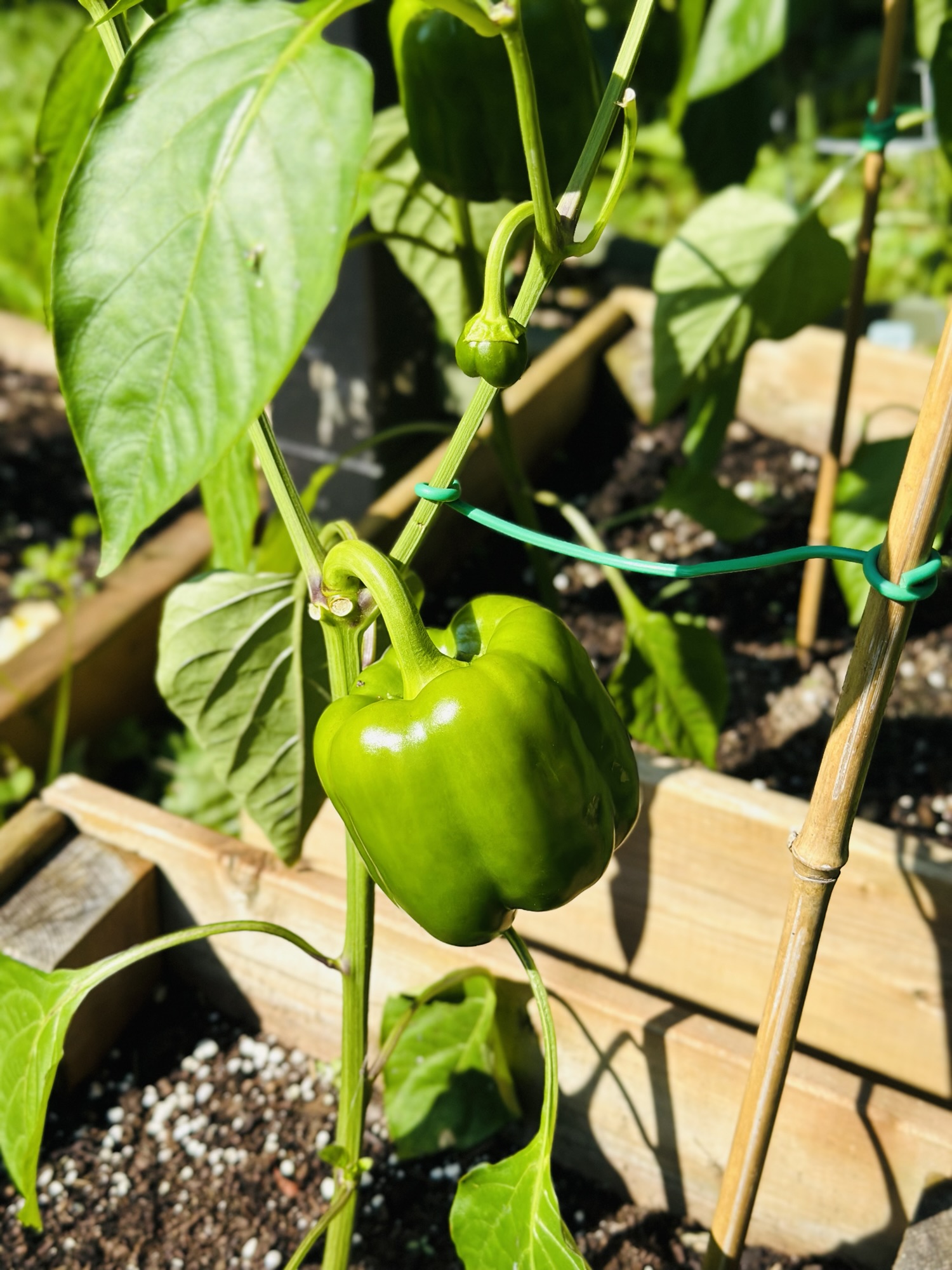 Comment bien planter le poivron?