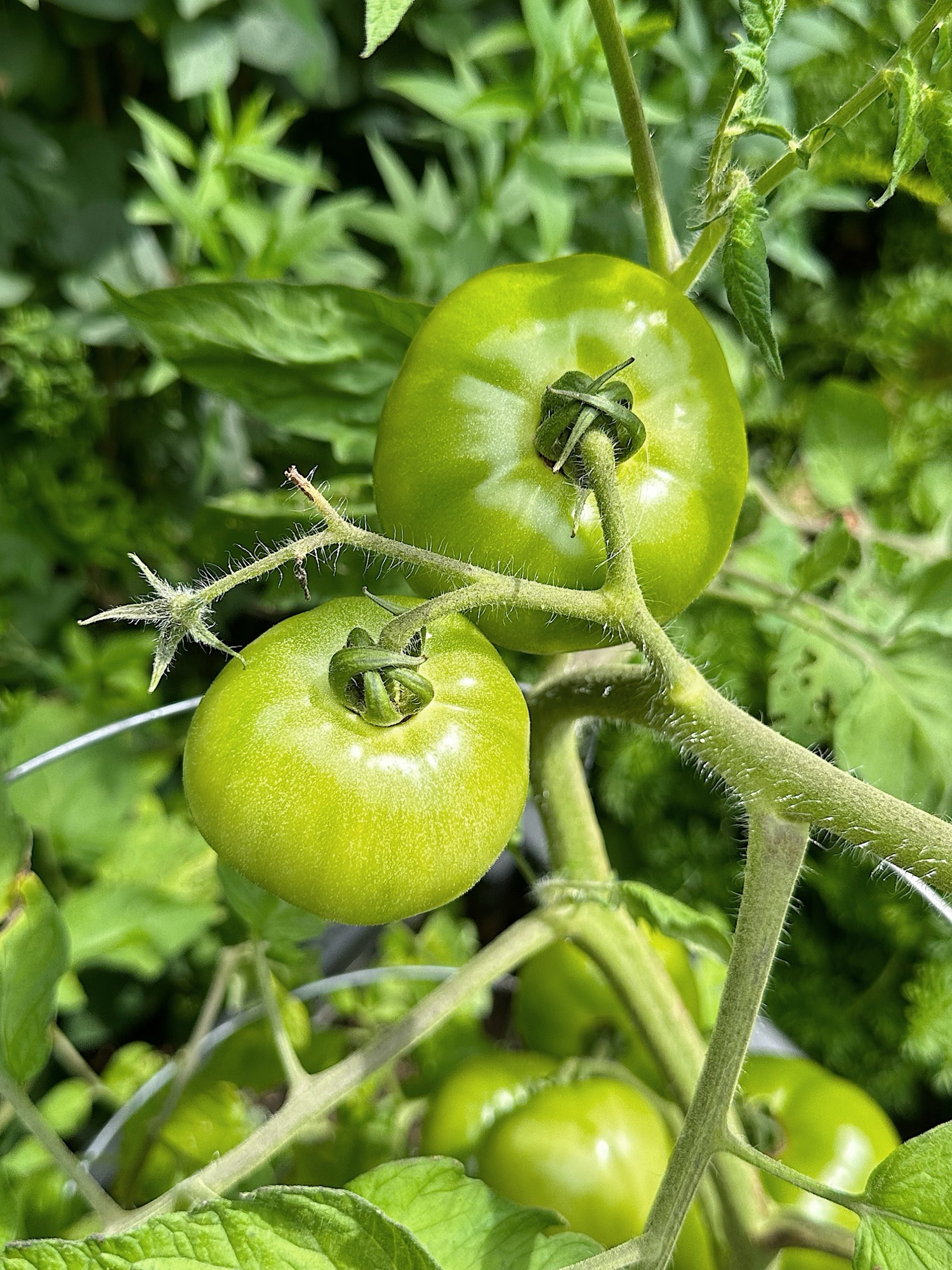 Tomates