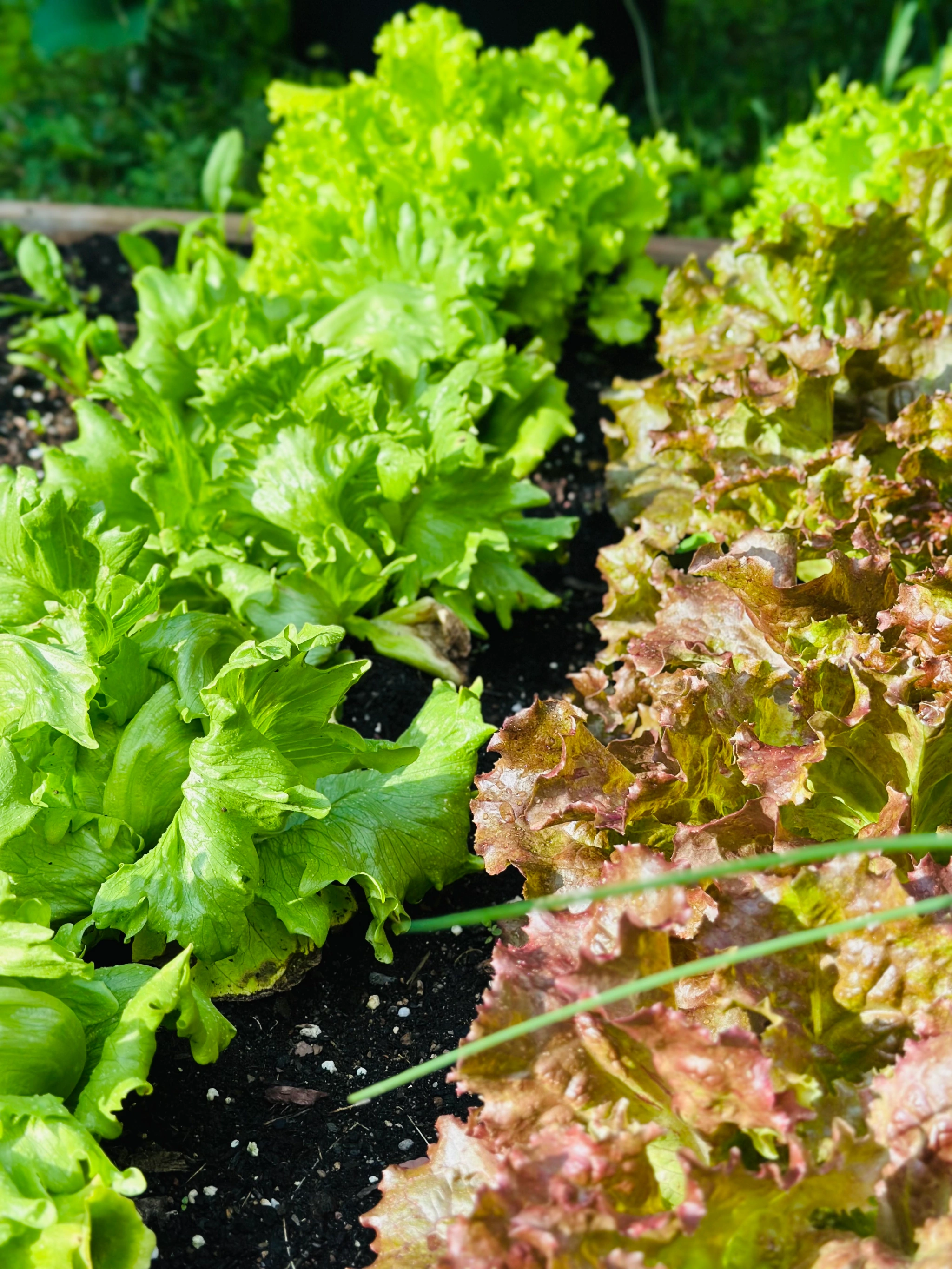 Comment réussir la culture de la salade dans le jardin?