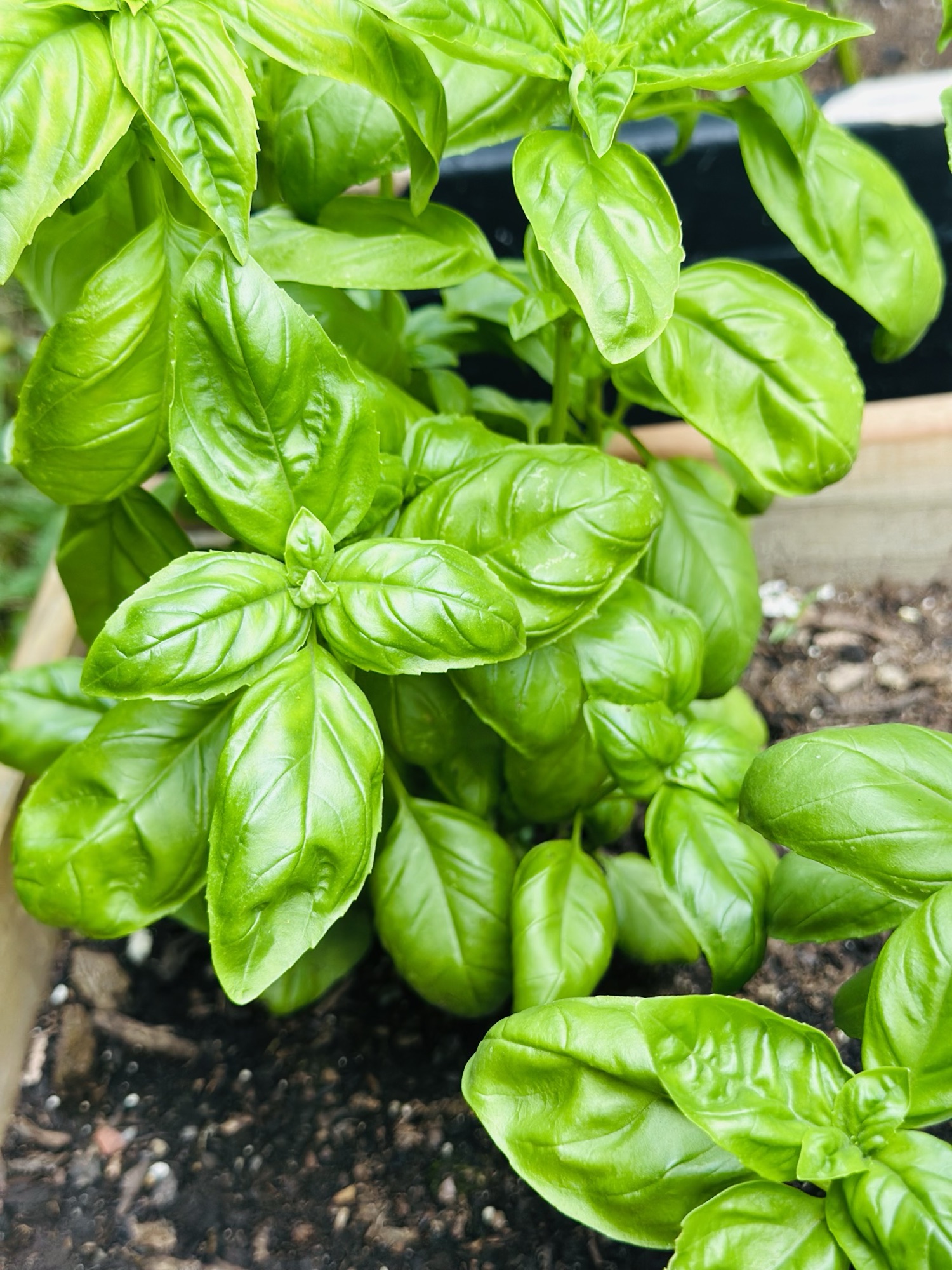 Cultiver le basilic : Conseils pour la plantation et la récolte