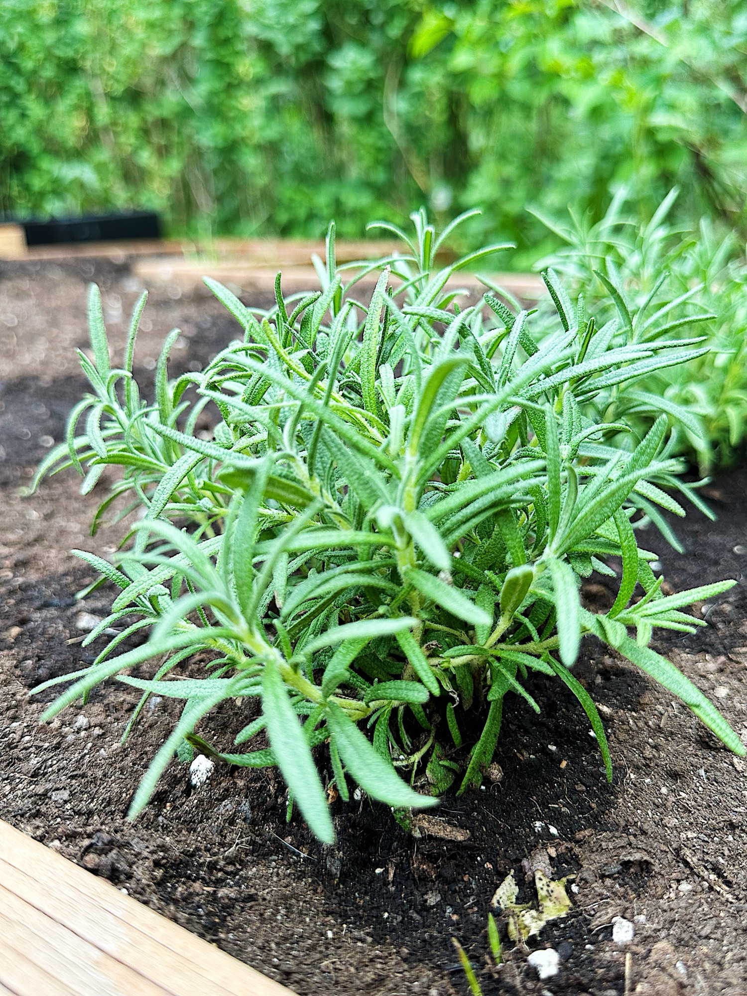 Voici comment faire sécher le romarin en moins de 5 minutes